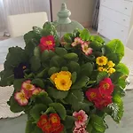 Fraifiori Locazione Breve